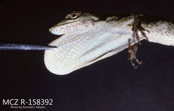 Media type: image;   Herpetology R-158392 Description: Photo of animal in life, taken in the field by Dr. Kenneth Ichiro Miyata. A slide of the photo was scanned in 2012 by Melissa Wooley.;  Aspect: head lateral